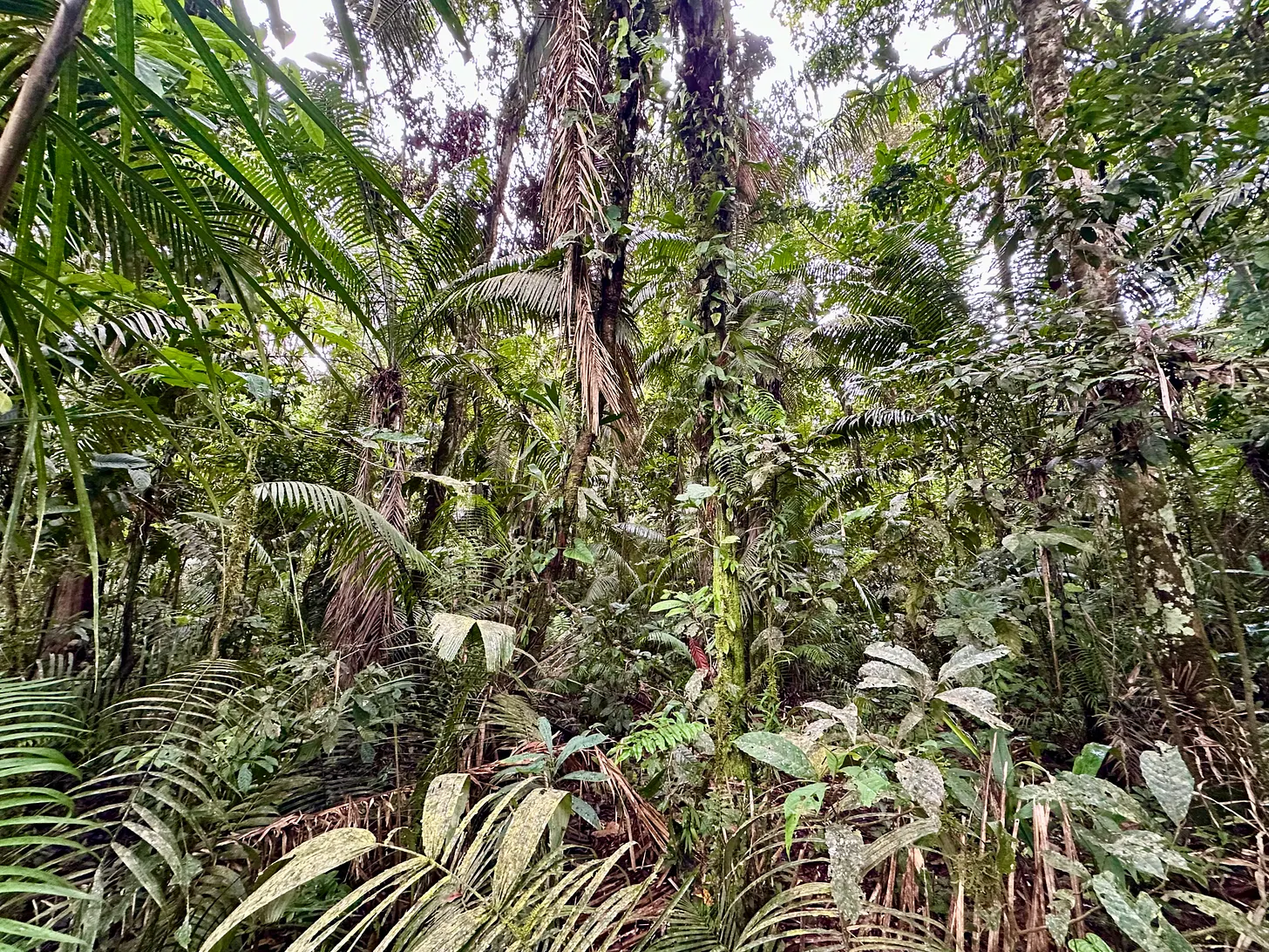 Dense green forest, light coming through the canopy.